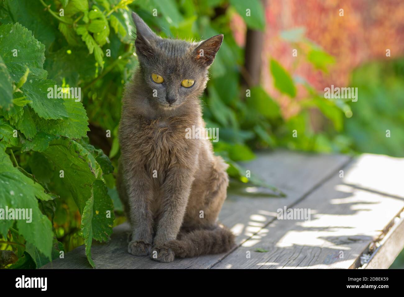 Beautiful alien young cat with tellow eyes sitting lonely on a wooden bench at summer season Stock Photo