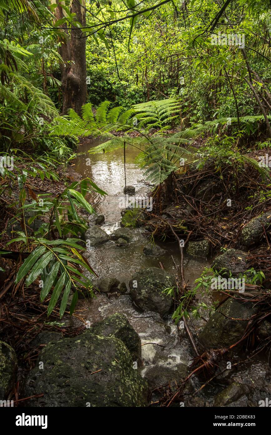 Lowland subtropical rainforest on Tamborine Mountain, Queensland, Australia. Running creek after summer rain. Ferns,gingers,rocks and trees. Stock Photo