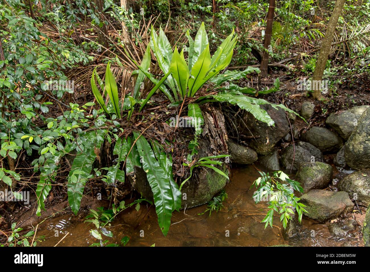 Lowland subtropical rainforest on Tamborine Mountain, Queensland, Australia. Wet ground after summer rain. Stock Photo
