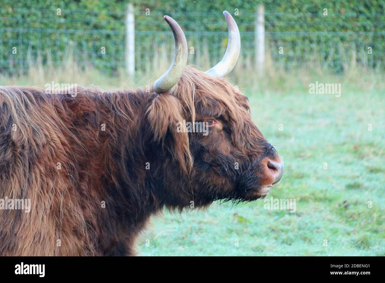 Portrait of a scottish Highland Cattle Stock Photo