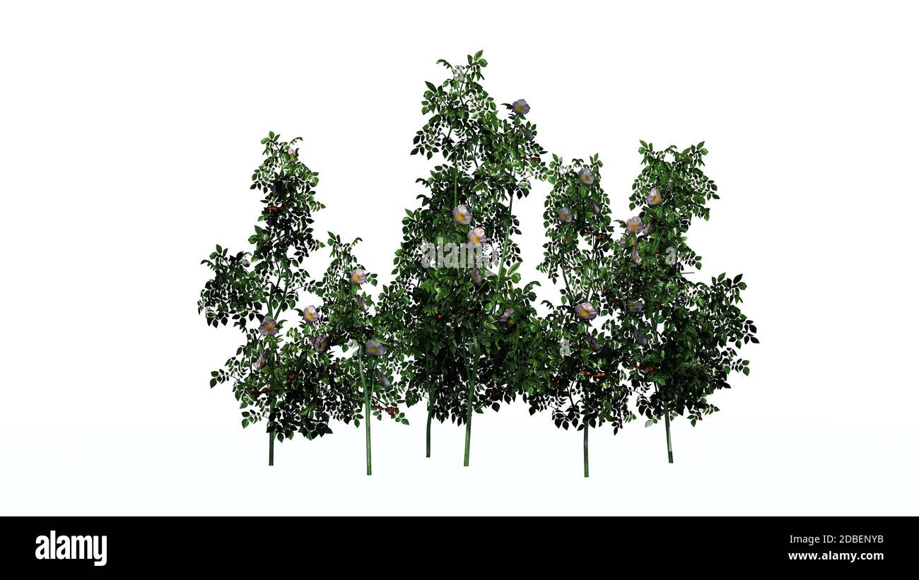 Dog Rose - bush flowers on white background Stock Photo - Alamy