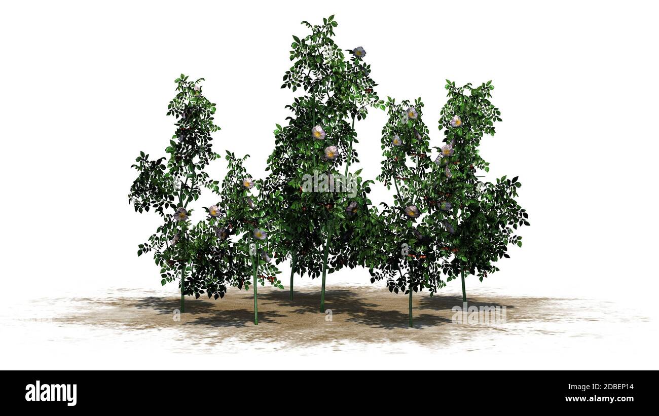 Dog Rose - bush flowers on white background Stock Photo - Alamy