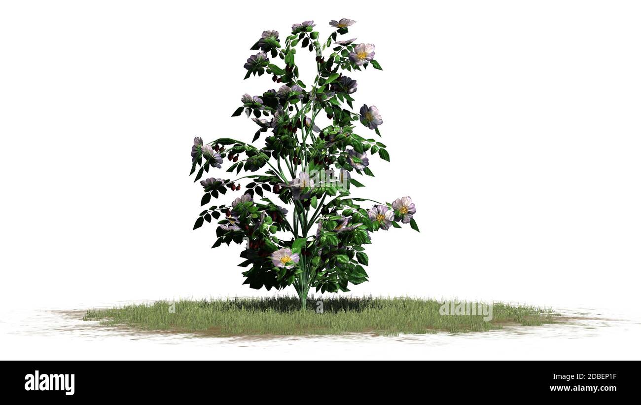 Dog Rose - bush flowers on white background Stock Photo - Alamy