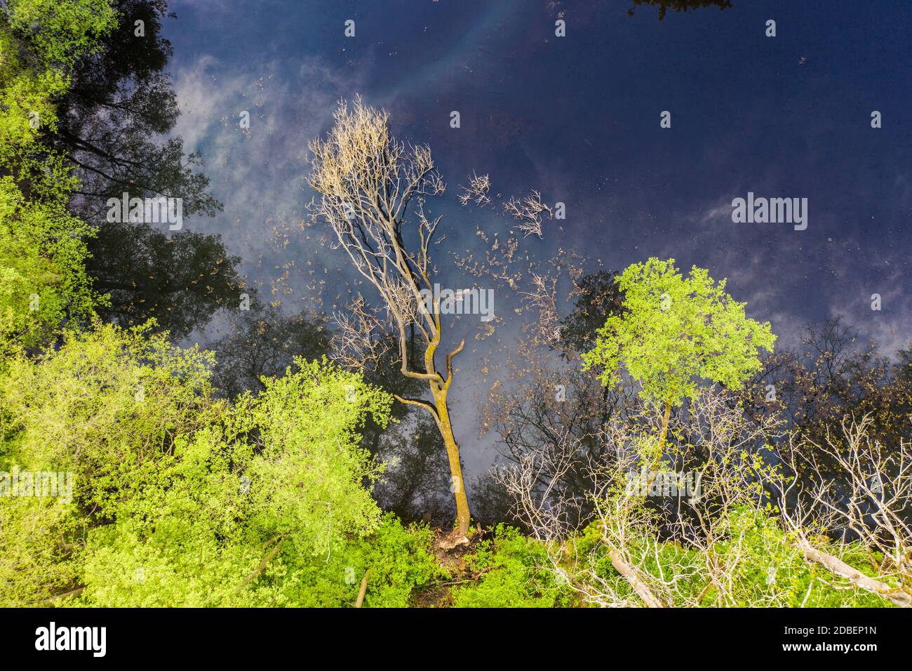 a forest lake nestled in a deciduous forest in spring - aerial view Stock Photo