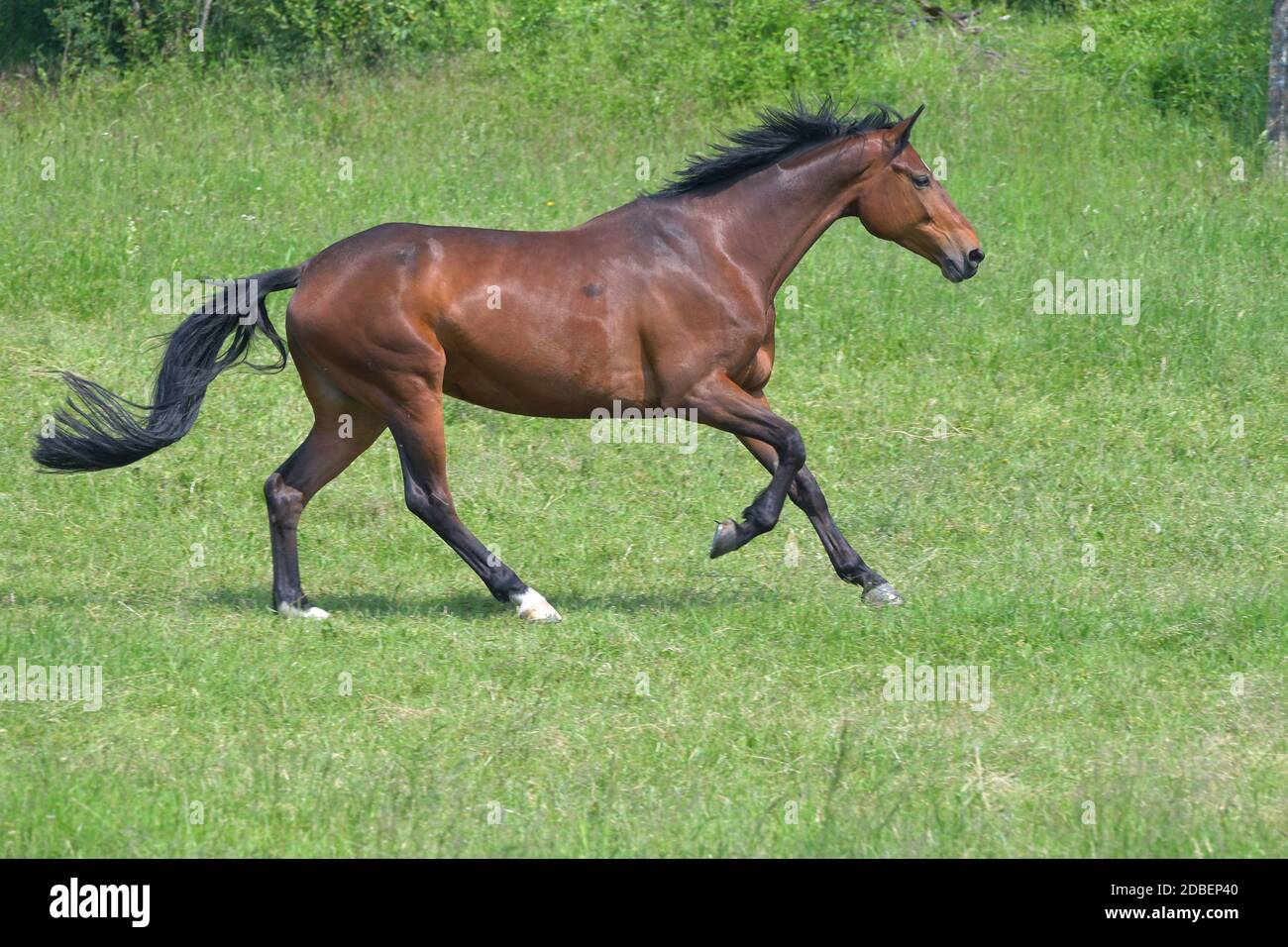 A bay mare in a green meadow showing the footfall sequence at a canter
