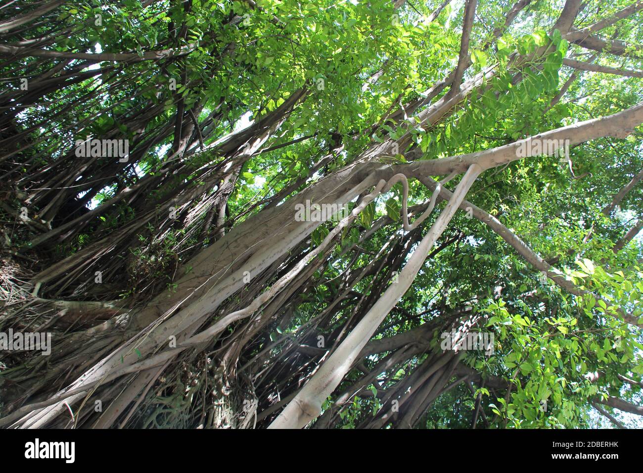 trees in singapore Stock Photo Alamy