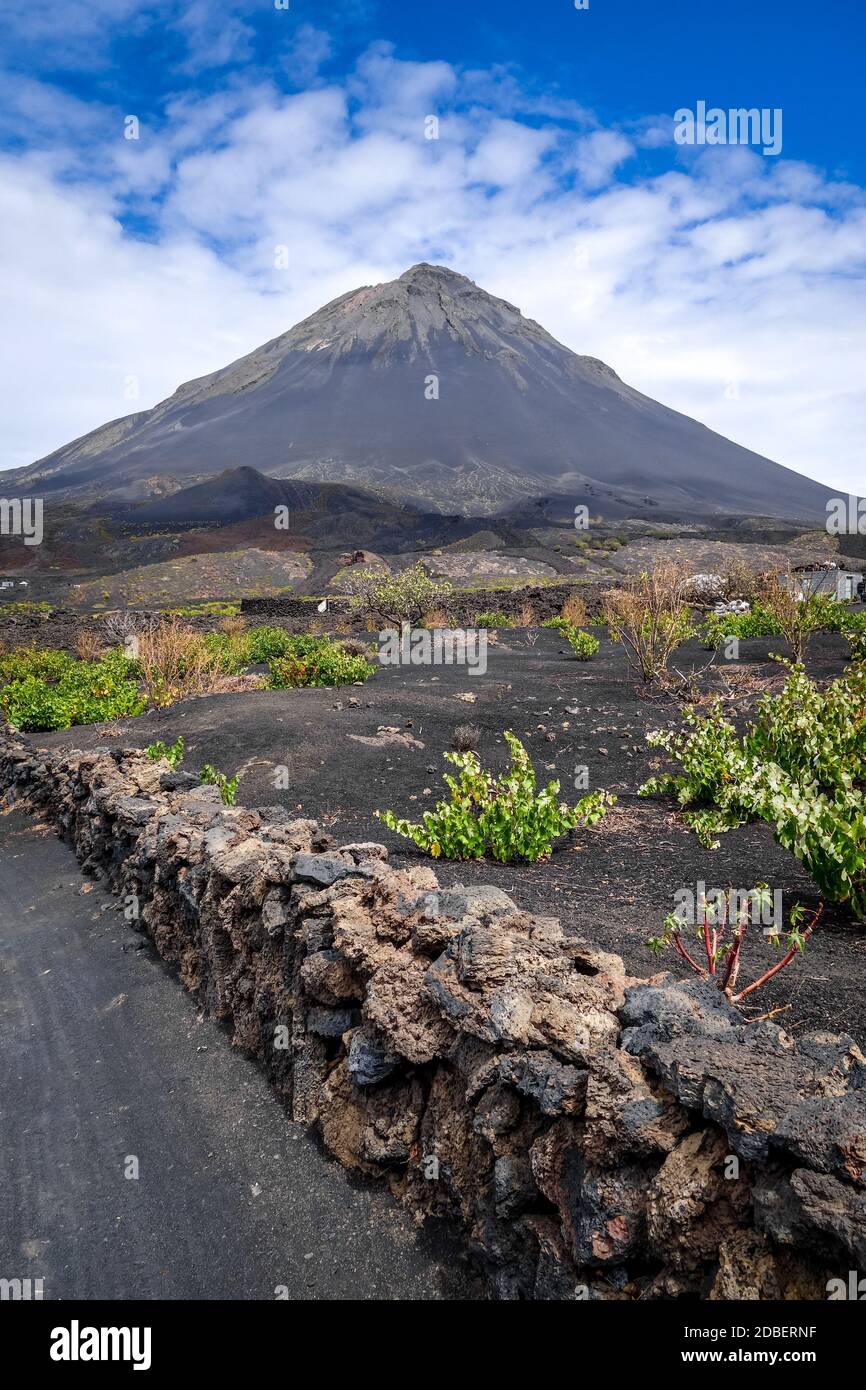 Pico do Fogo and vine growing in Cha das Caldeiras, Cape Verde Stock ...
