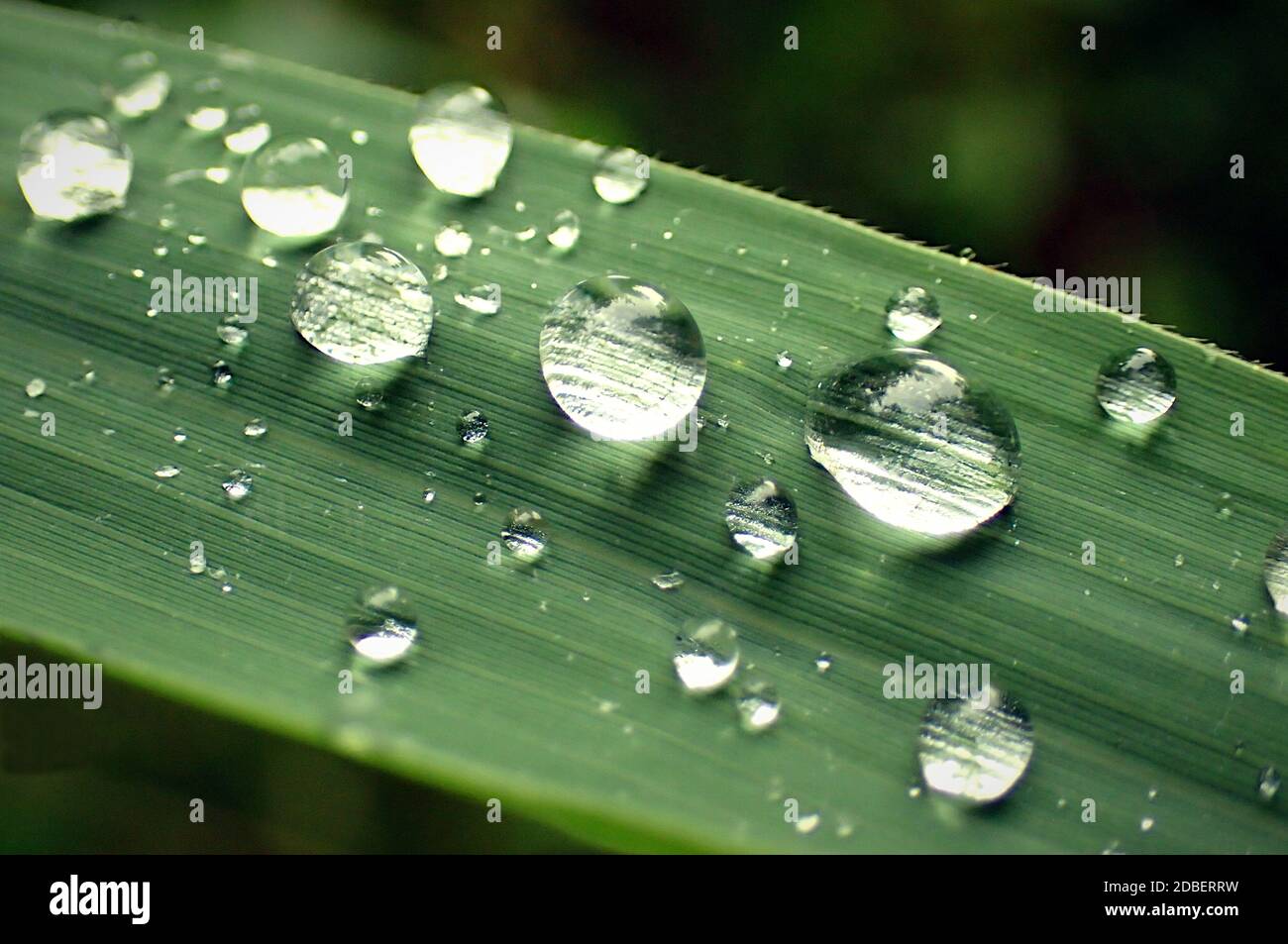 Waterdrops on a leaf Stock Photo