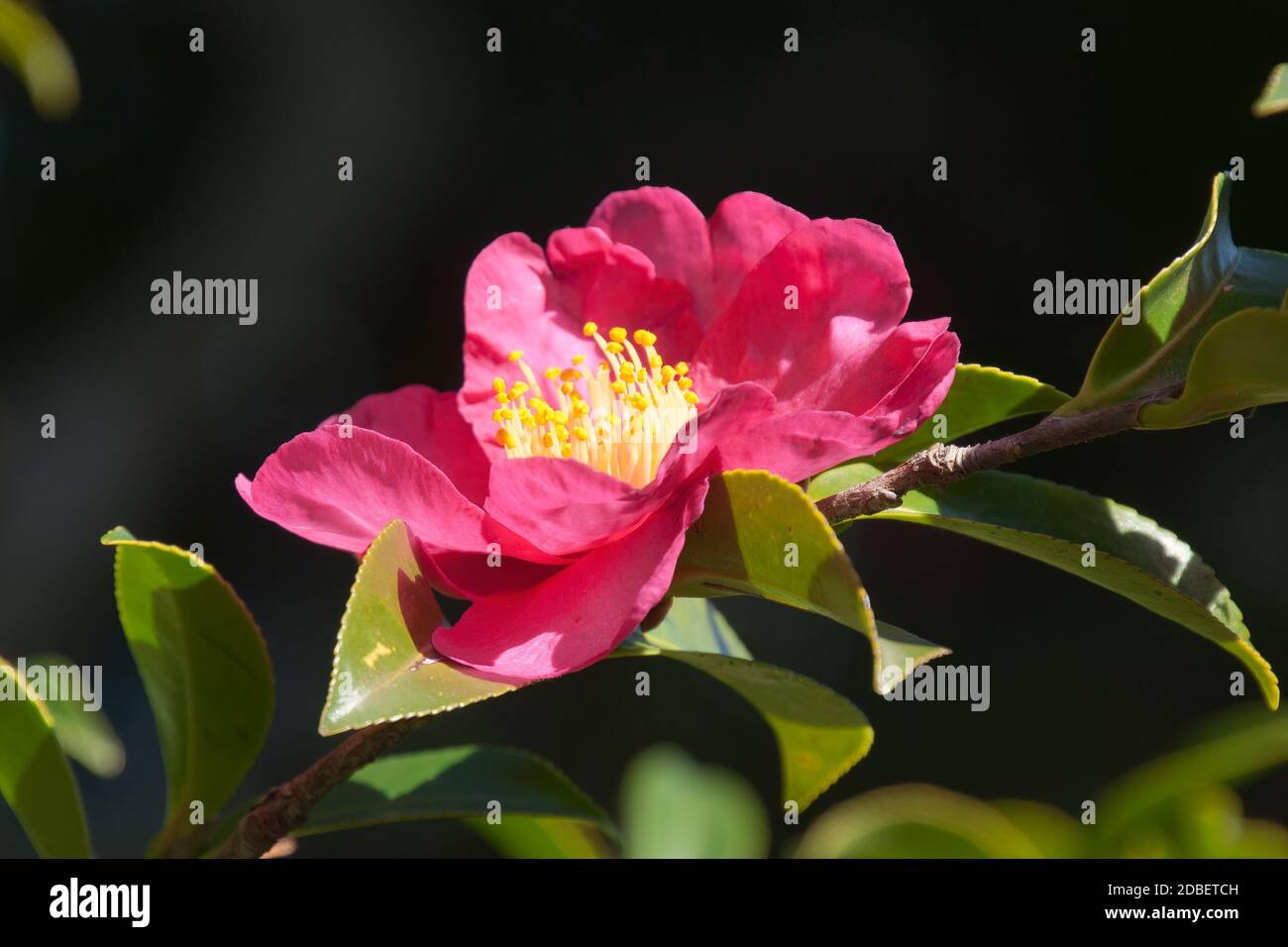 pink camellia with yellow center