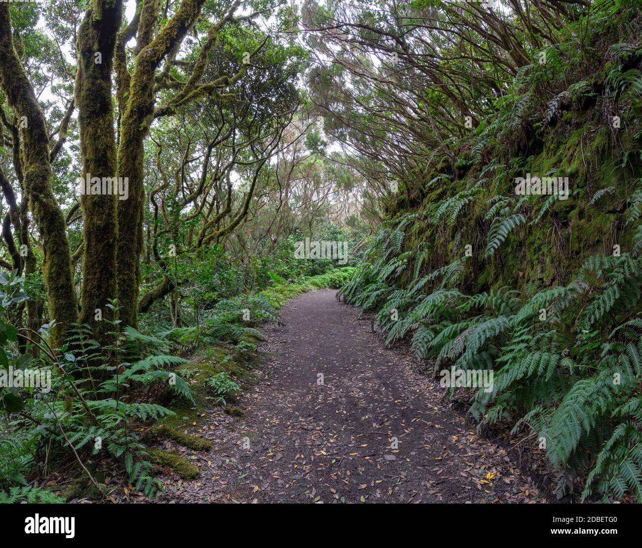 Hiking trail in the laurel forest of the Anaga Mountains in Tenerife Stock Photo