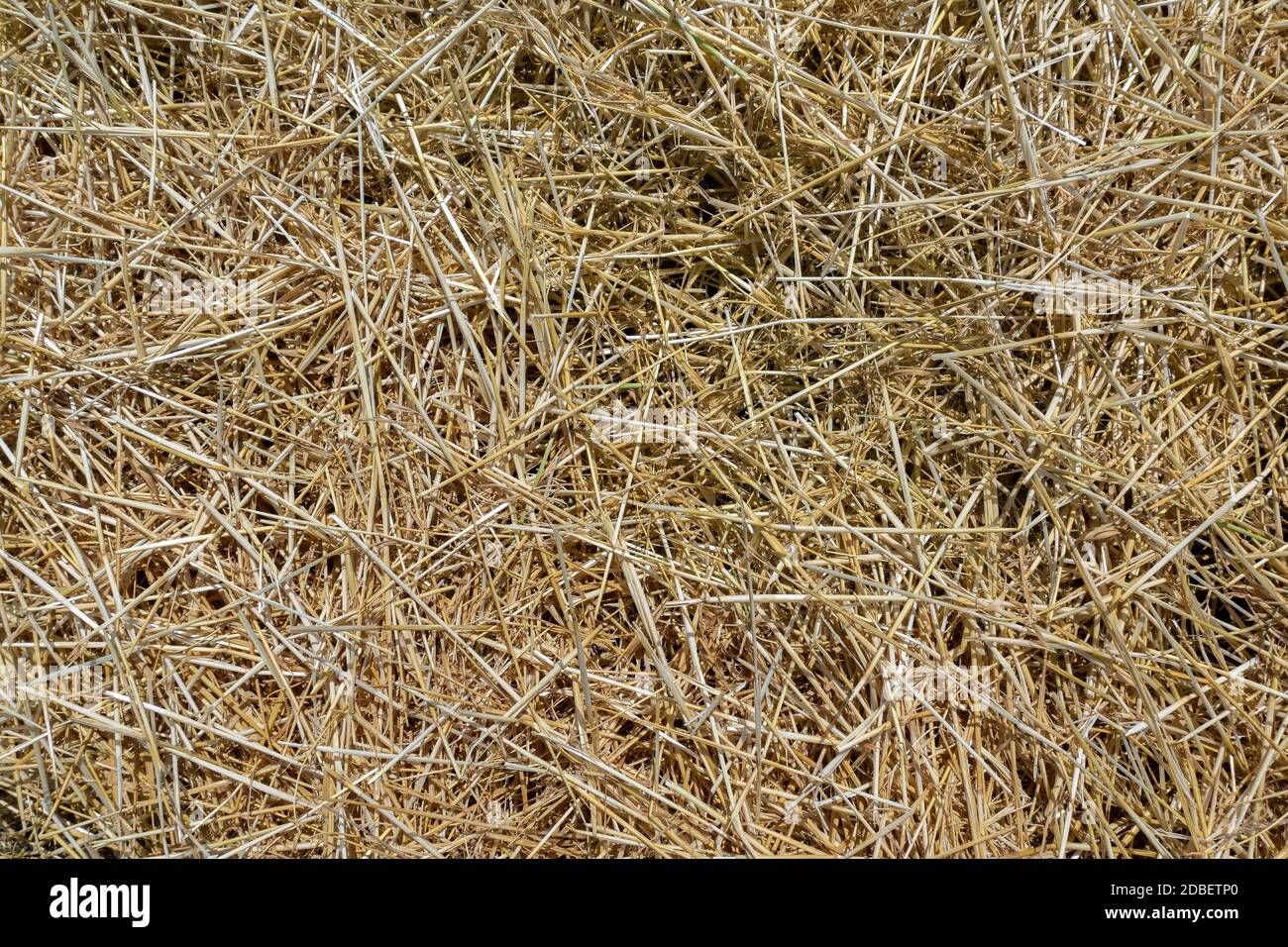 Straw dry hires stock photography and images Alamy