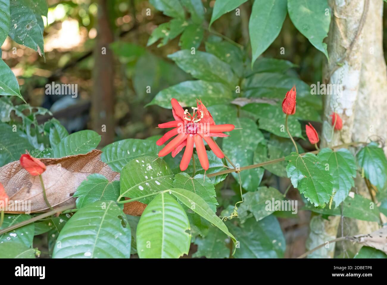 Beautiful Wildflower in the Amazon rainforest near Alta Floresta, Brazil Stock Photo