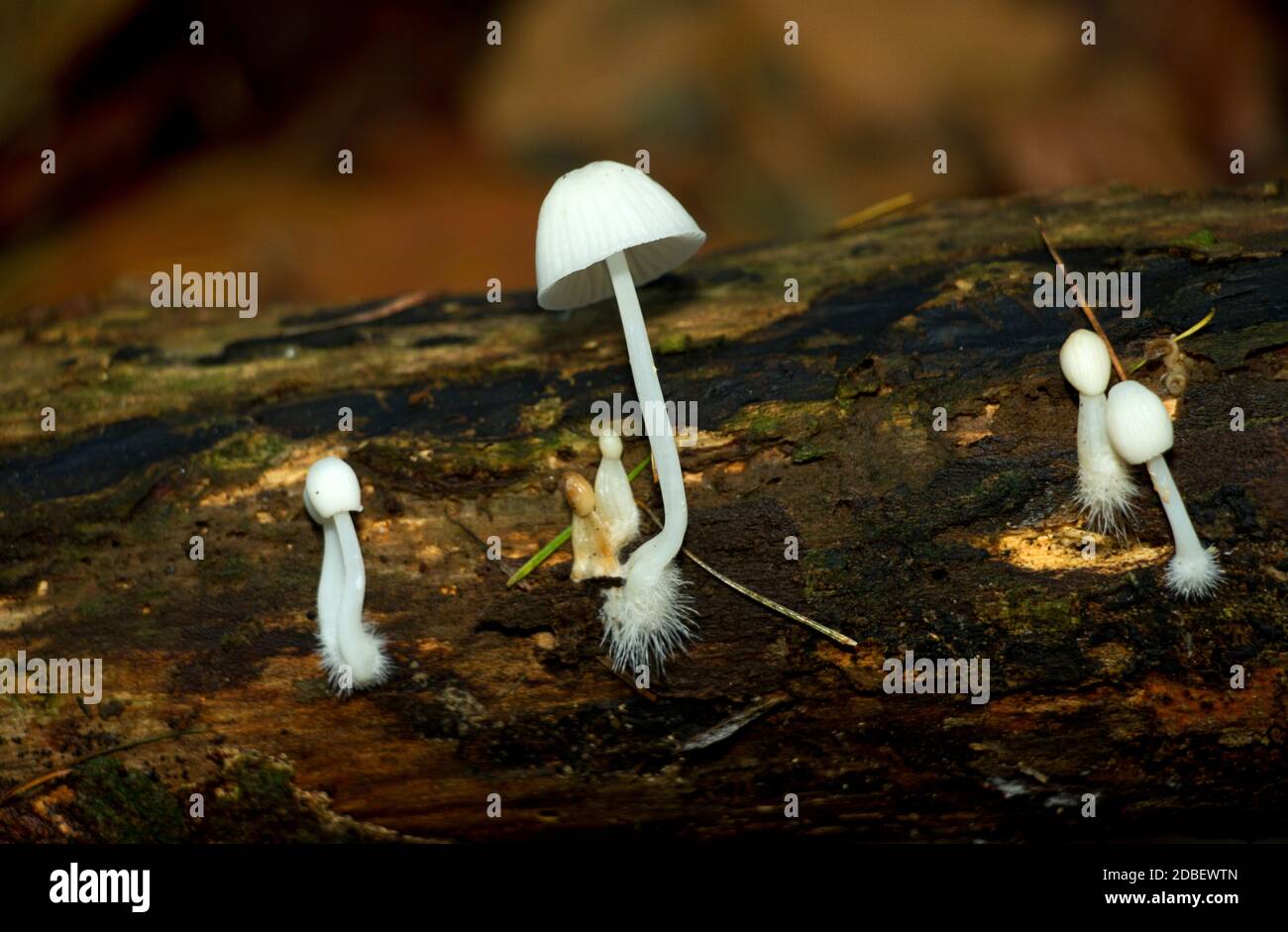 Bonet Root The white, hairy root-like base of the Milking Bonnet is an identifying ...