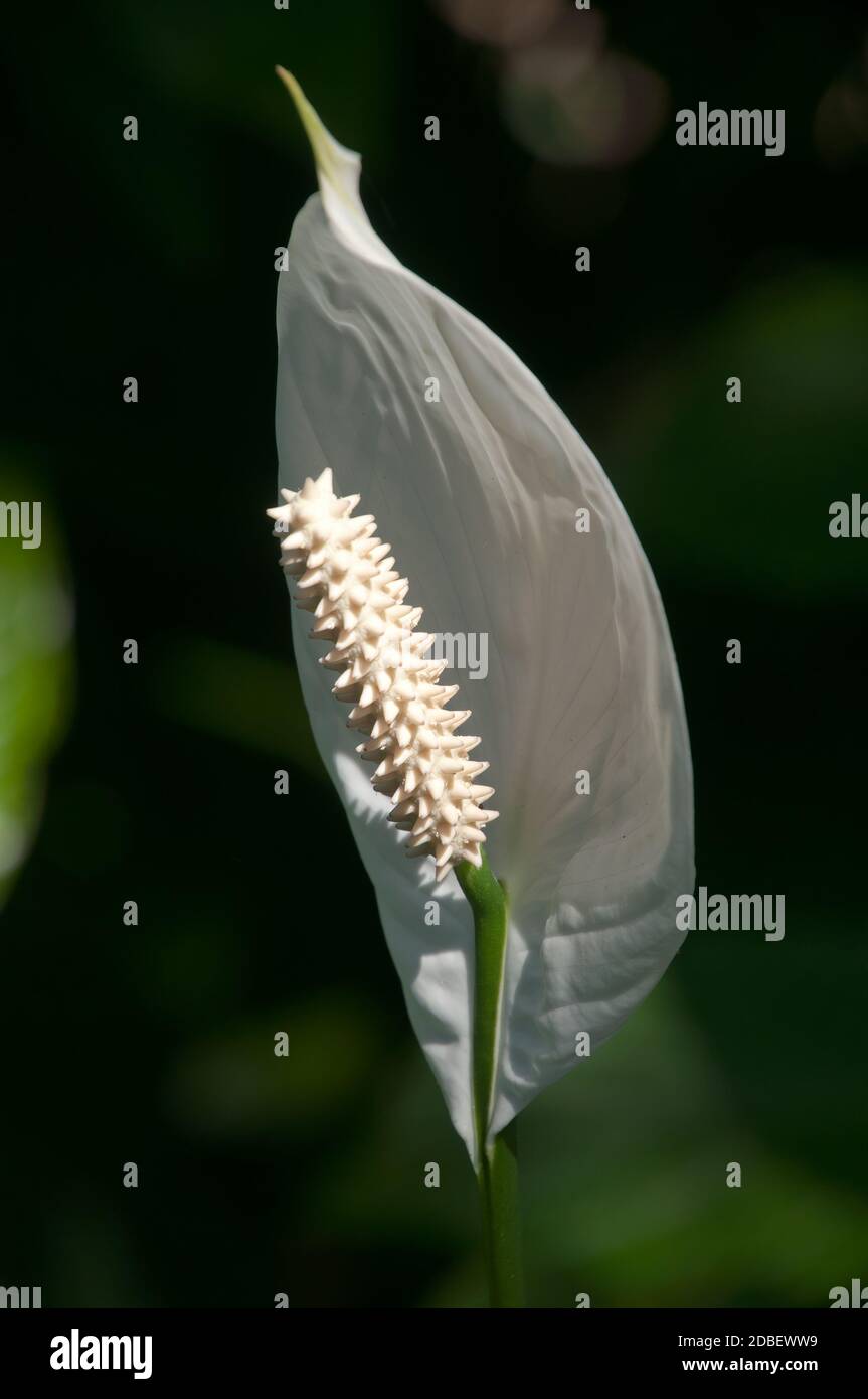 Sydney Australia, white flower of Spathiphyllum cochlearispathum or peace lily in sunshine with blurred dark background Stock Photo