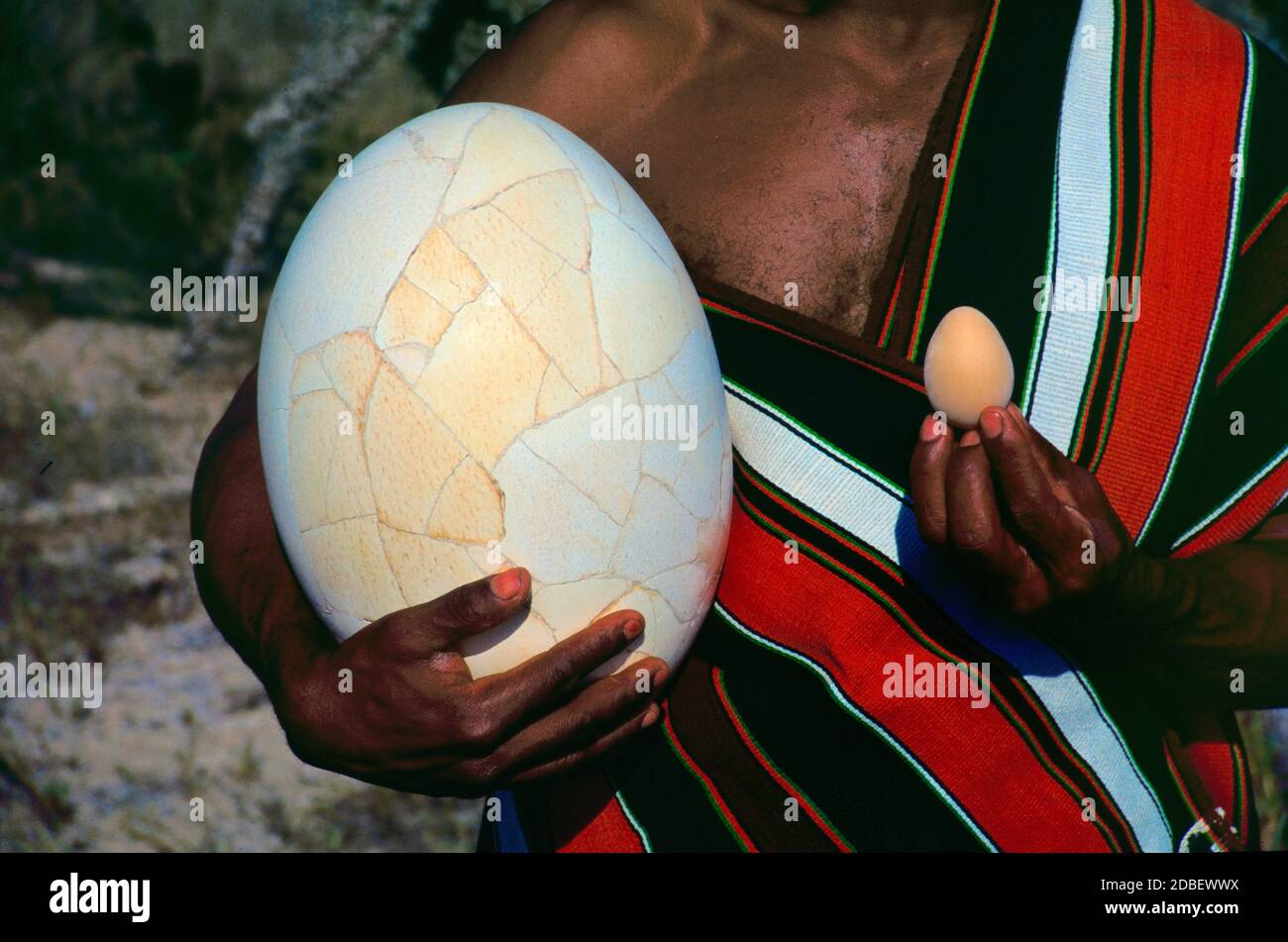 Antandroy Man Holding a Giant Egg of the Extinct Elephant Bird, Aepyornis species, and Standard Hen's Egg Madagascar. The world's largest bird's egg compared with a regular hen's egg for size comparison. Stock Photo