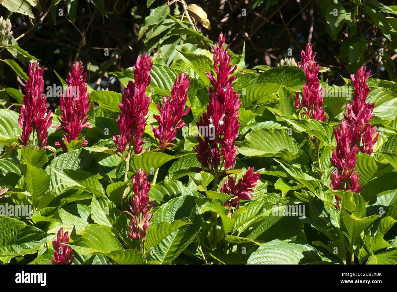 Sydney Australia, garden of red flowering celosia Stock Photo