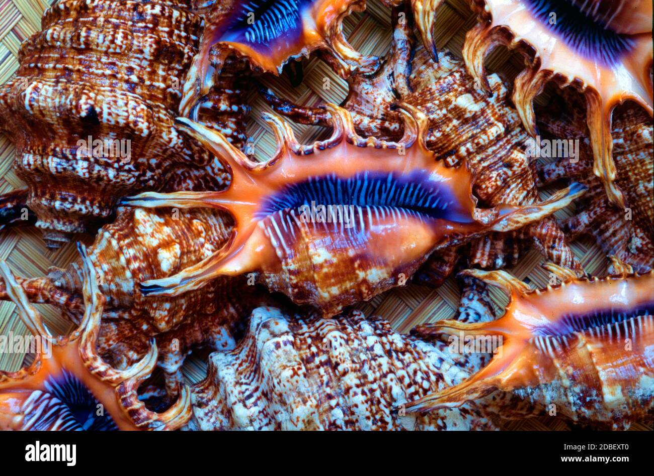 Display of Arthritic Spider Conch or Arthritic Spider Conches Seashells or Sea Shells, Lambis chiragra arthritica aka Harpago arthriticus, Strombus divergens or Strombus nigricans Stock Photo