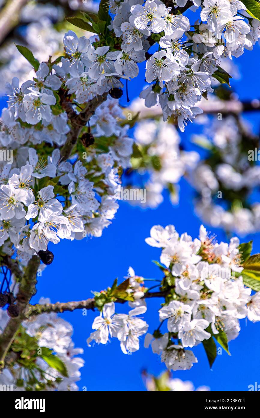Beautiful Floral background with White Cherry Blossom on a branch Stock Photo