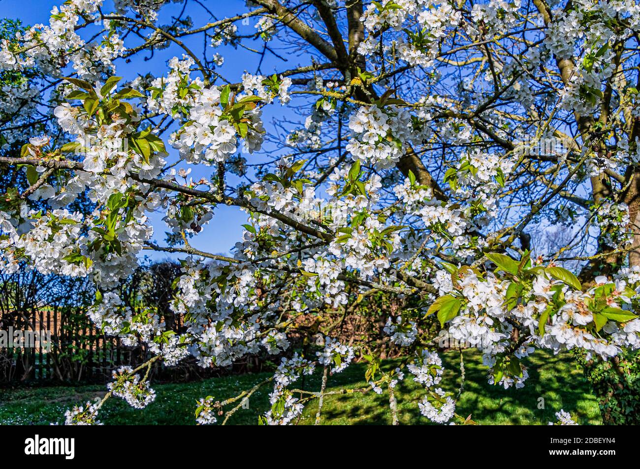 White blooming Cherry Tree in a garden Stock Photo