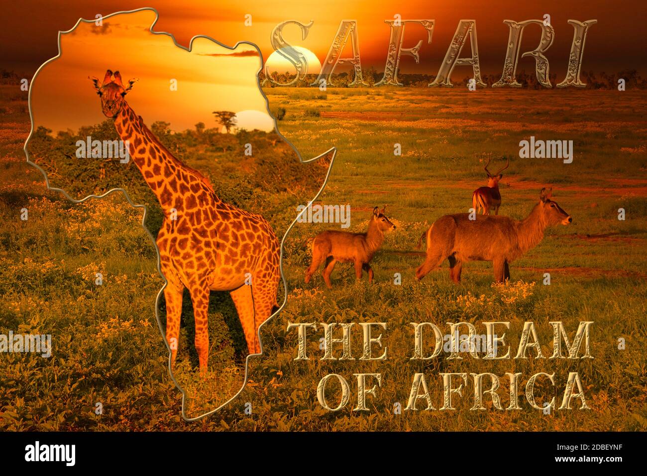 Africa sunset and sunrise with elephants and giraffes Stock Photo - Alamy