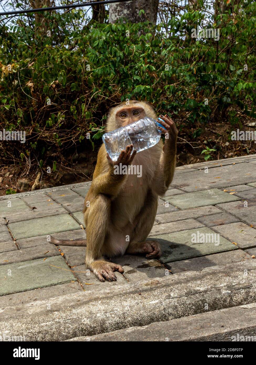 phuket-thailand-a-monkey-hill-were-you-can-feed-a-monkeys-but-be