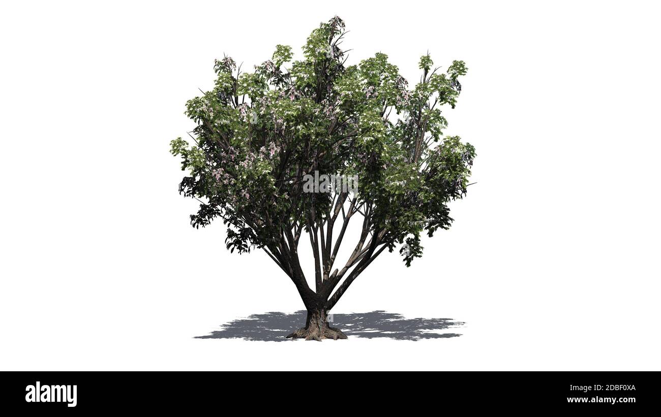 Деревья и кусты для детей. Деревья и кустарники. Деревья ддлядошкольников. Деревья и кустарники родного края. Лиственные деревья для дошкольников.