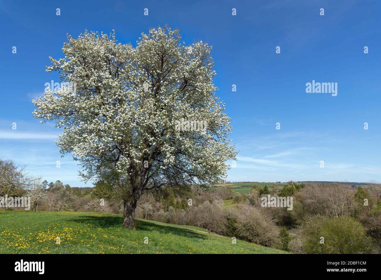 Big blooming pear tree on a meadow in springtime Stock Photo