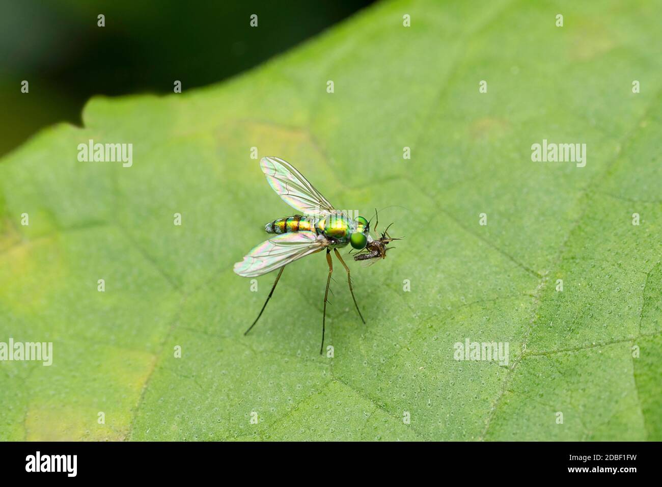 Long legged fly, Condylostylus longicornis, Satara, Maharashtra, India Stock Photo