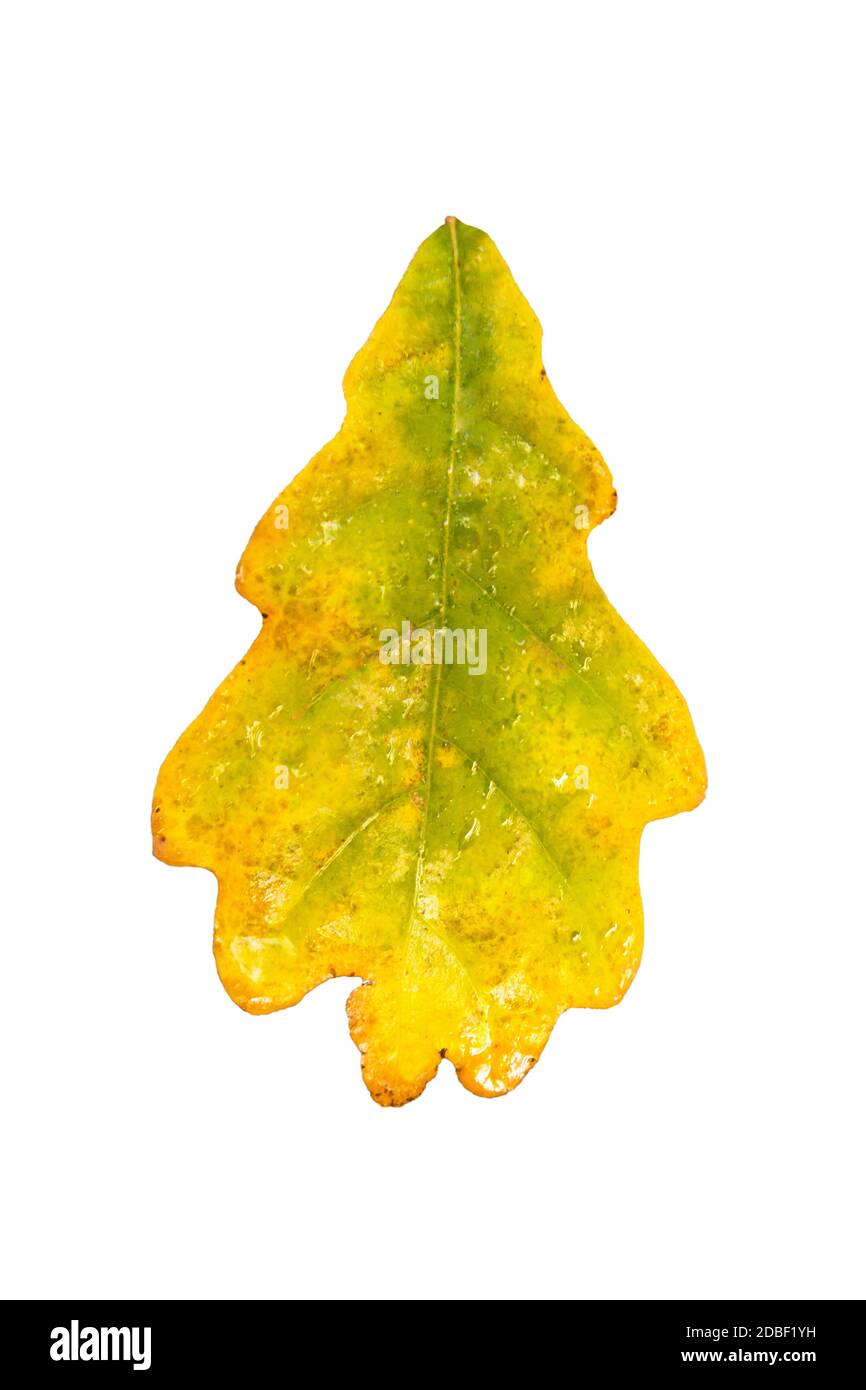 Autumn yellow oak leaf with raindrops. Isolate on a white background. Stock Photo