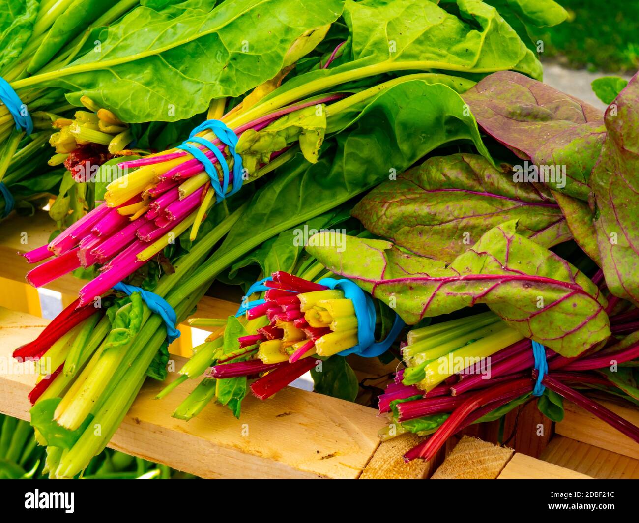 bunches of red stalks in leafy ruby red swiss chard Stock Photo
