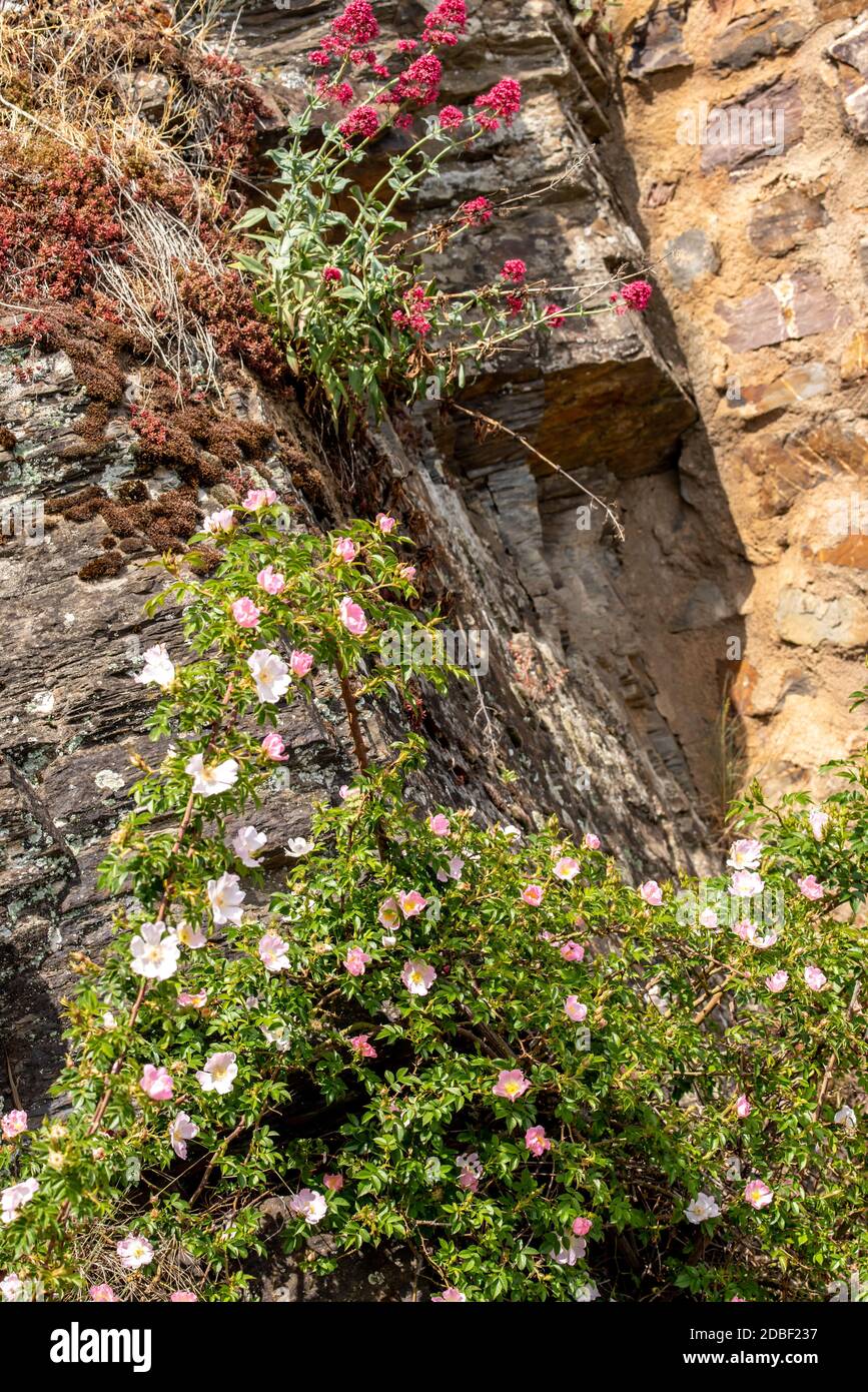 Plants in the rocky landscape Stock Photo