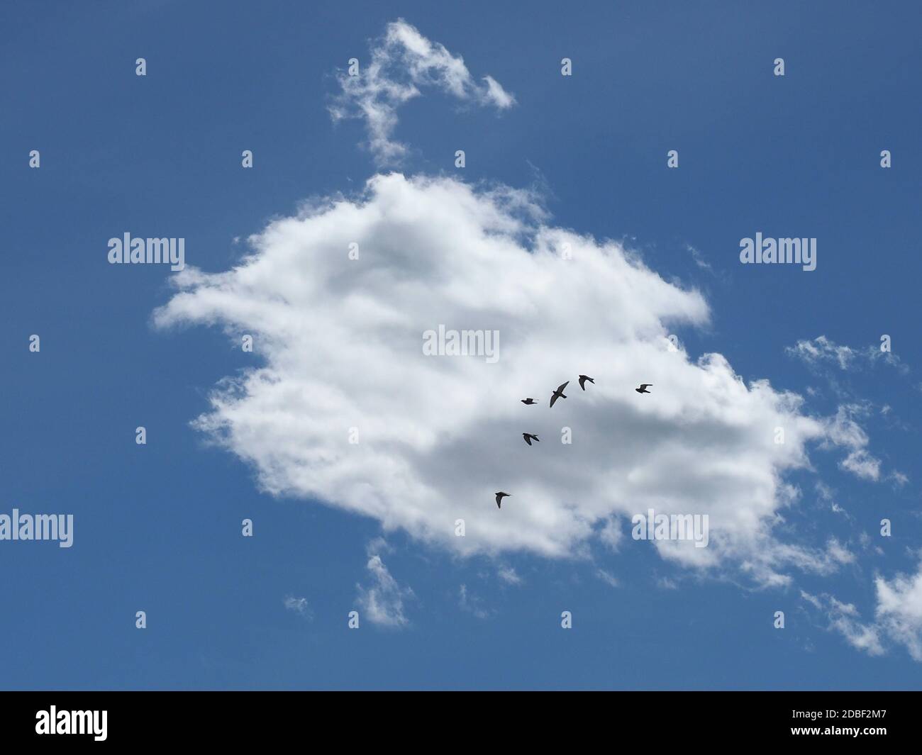 birds flying in the blue sky in front of cumulus clouds Stock Photo - Alamy