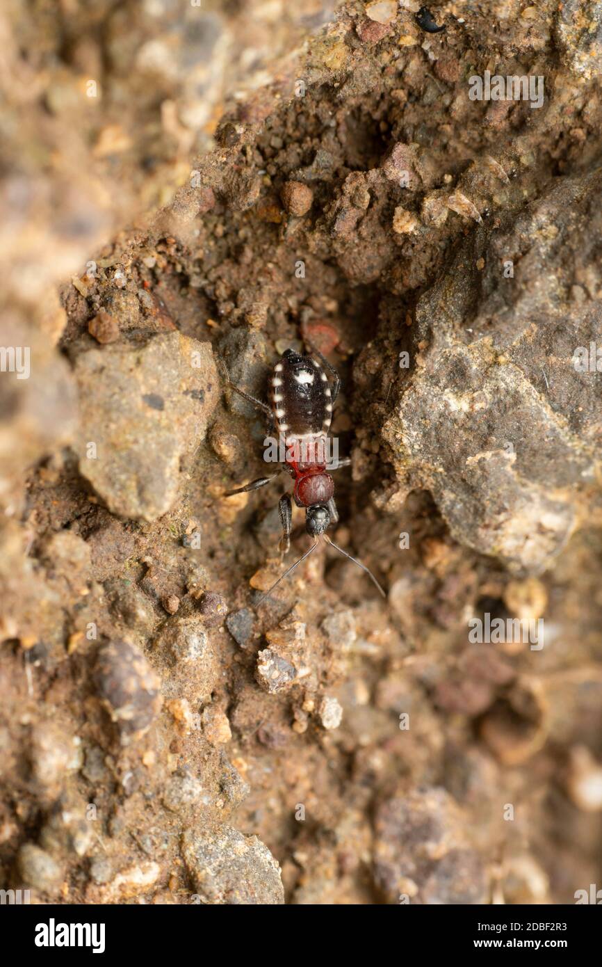 Velvet ant mimic assasin bug, Rasahus arcuiger, Satara, Maharashtra, India Stock Photo