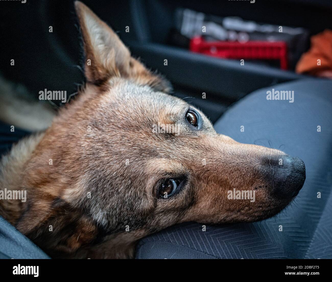 Wolf mix hi-res stock photography and images - Alamy