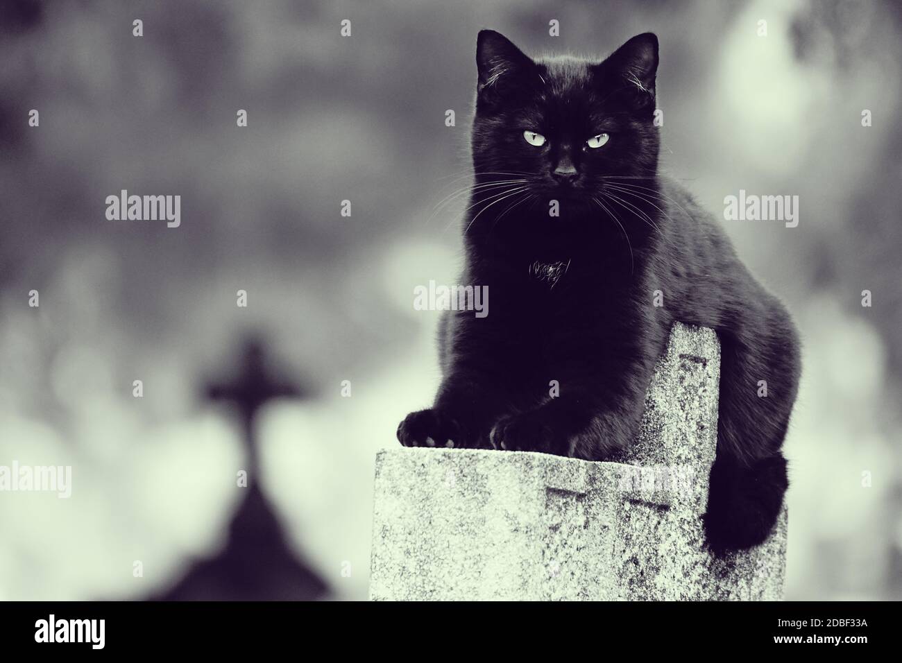 Black cat as a symbol of bad luck in the cemtery Stock Photo