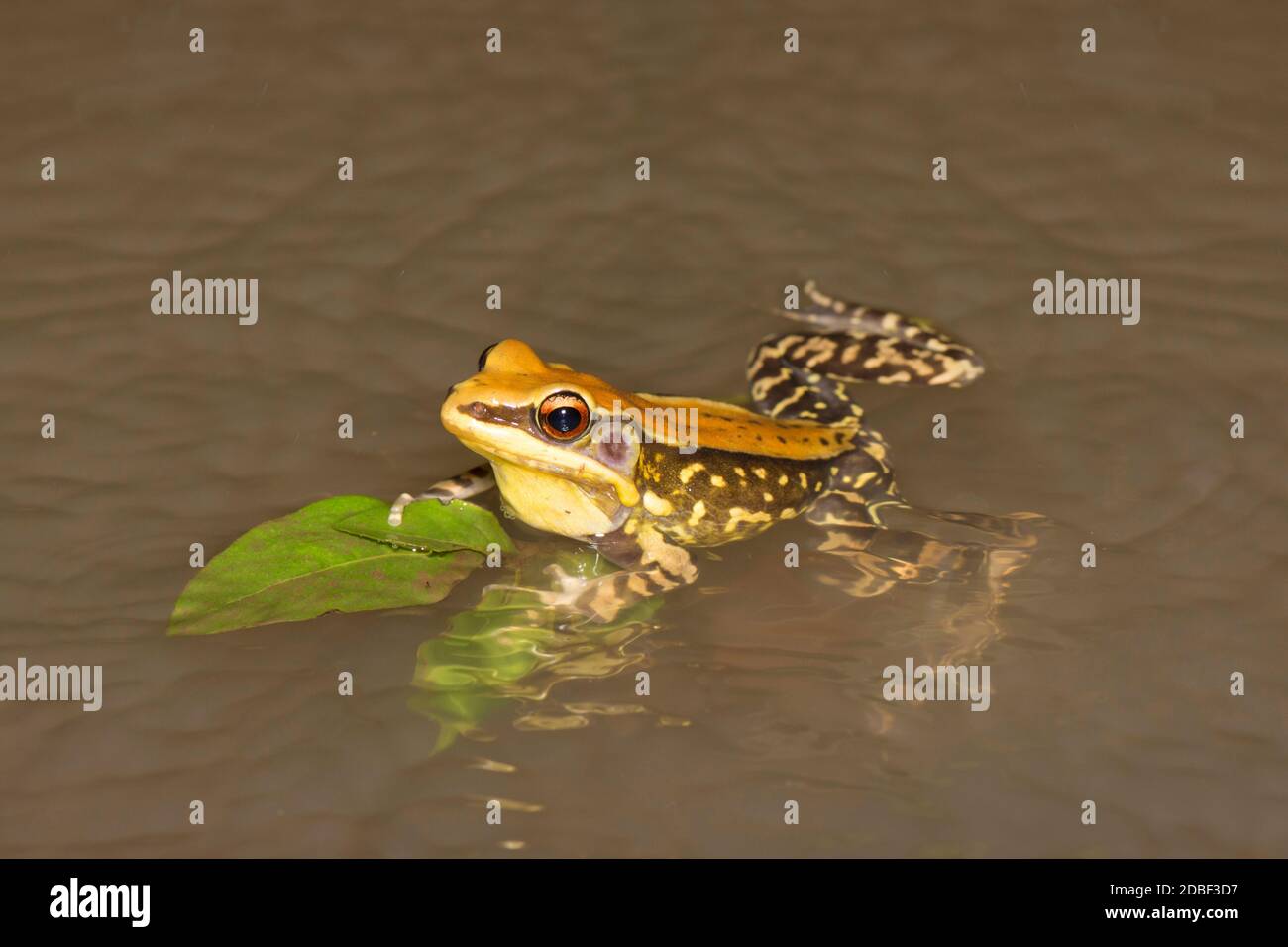 Fungoid frog calling from water, Hylarana malabarica, Tamhini, Maharashtra, India Stock Photo