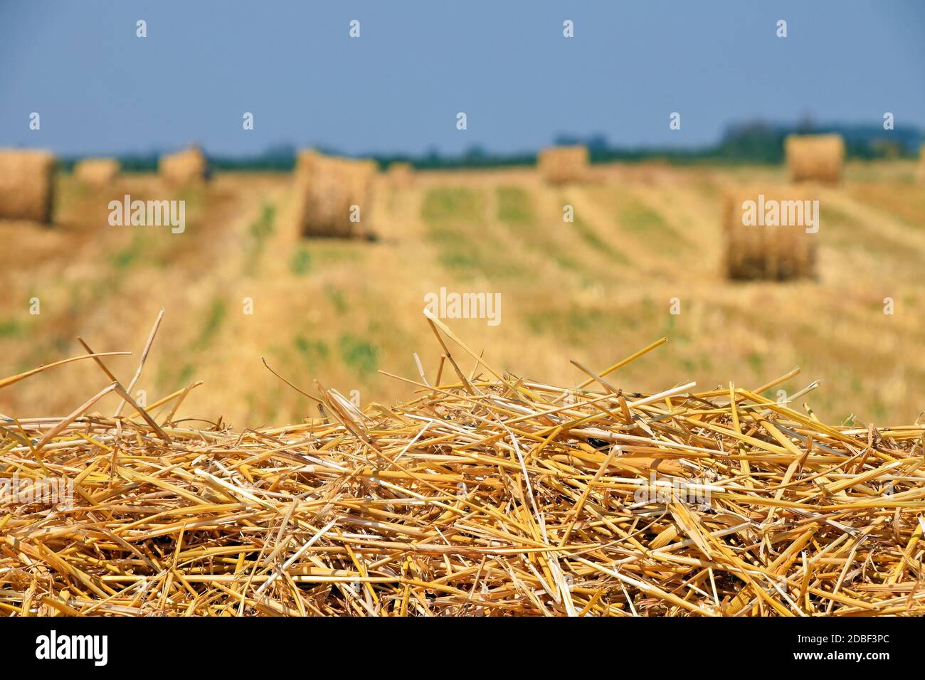 Yellow golden bales of hay straw in stubble field after harvesting ...
