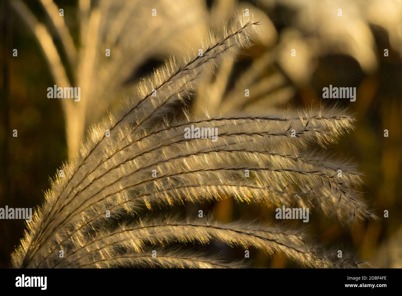 Miscanthus Sinensis, or Japanese Pampas Grass in the autumn sunlight in Nara, Japan Stock Photo
