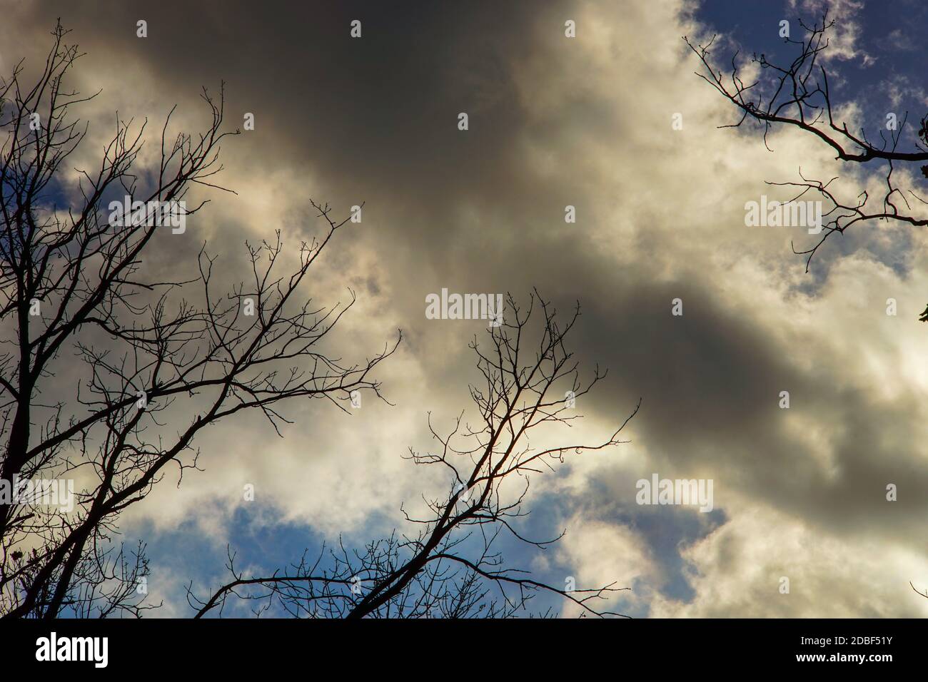 bare tree branches against the dark cloudy sky Stock Photo - Alamy