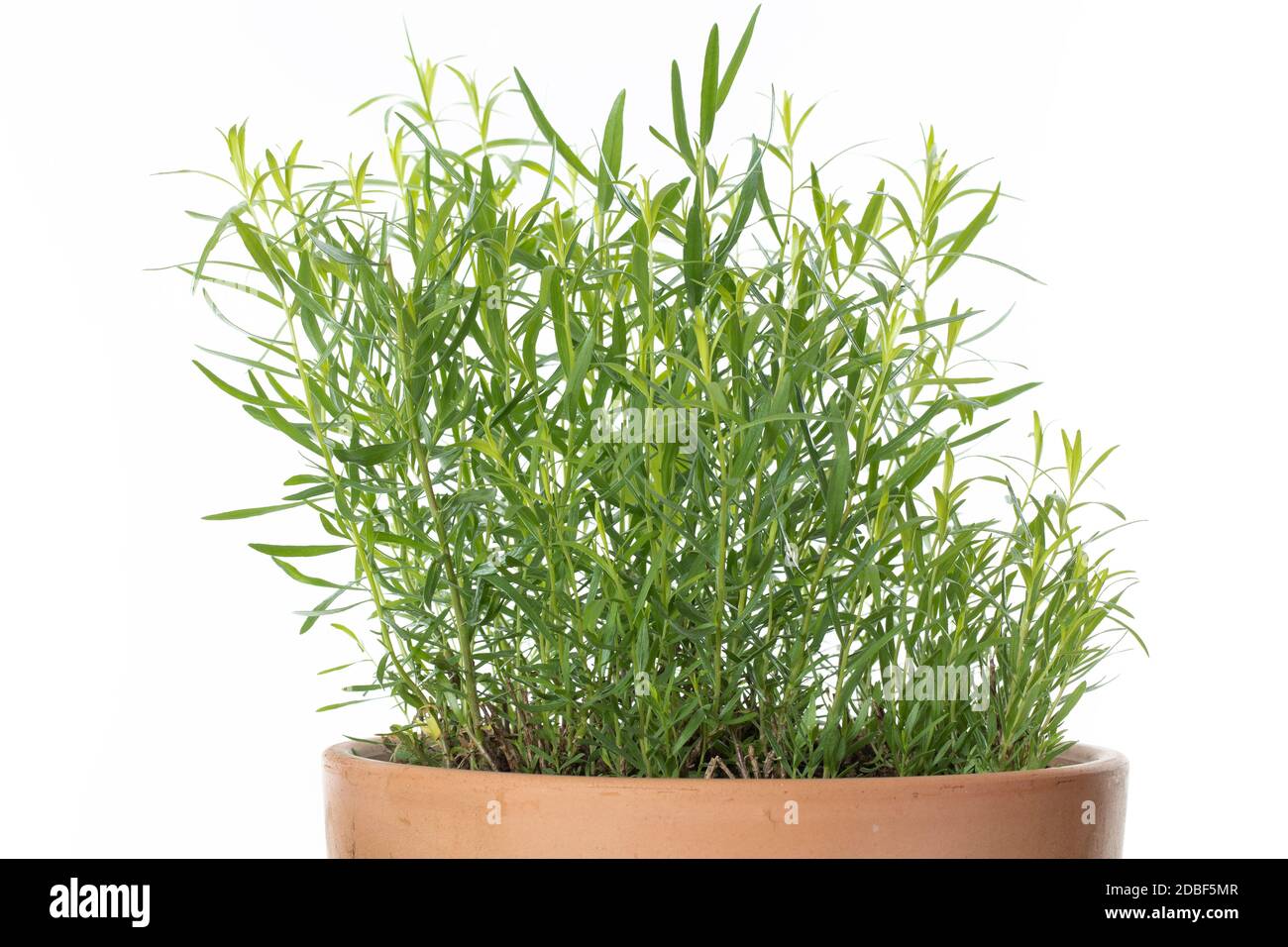 Fresh french tarragon in a flower pot on white background Stock Photo