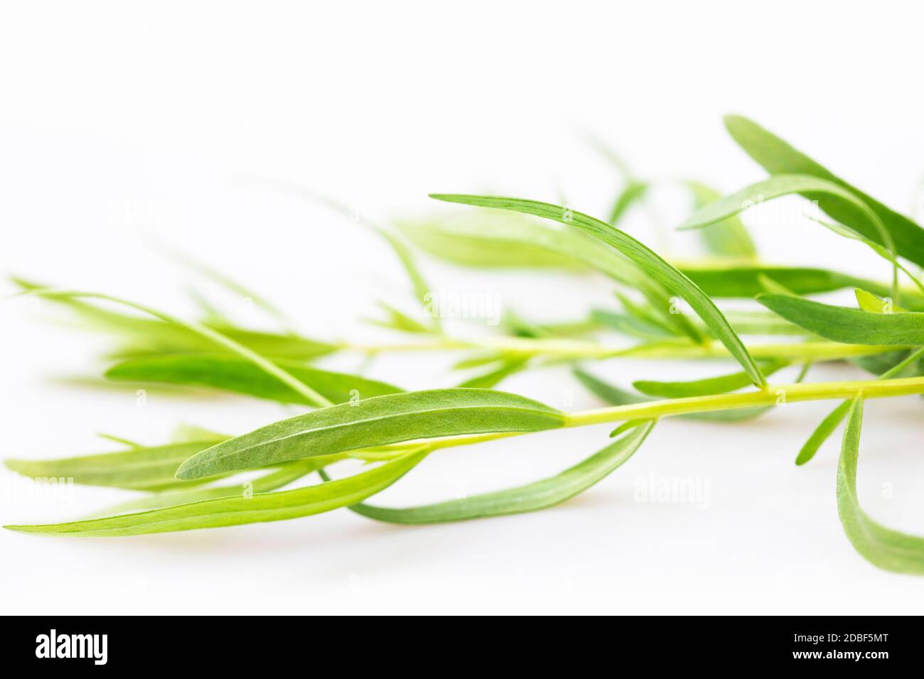 Fresh french tarragon on white background Stock Photo Alamy