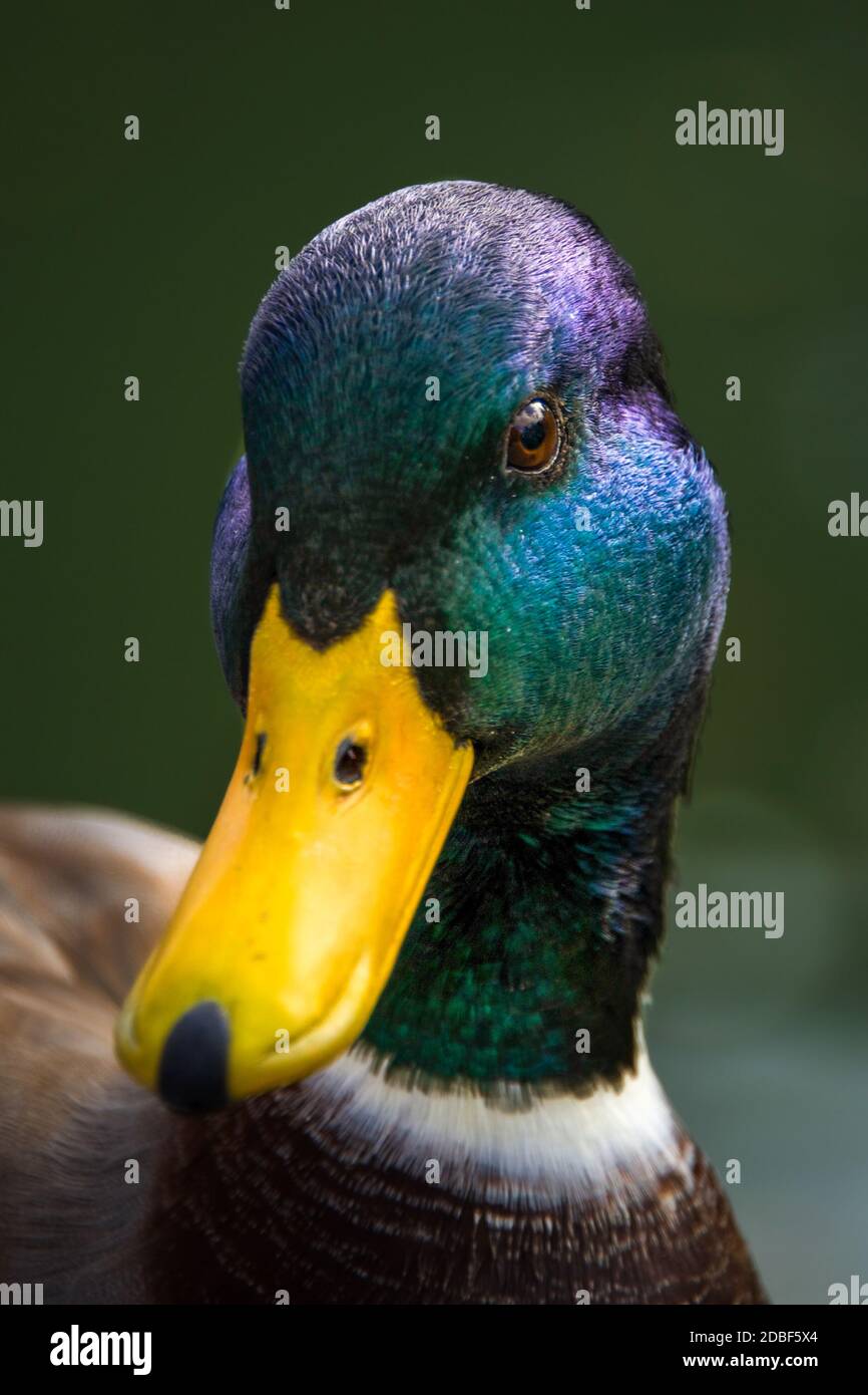Close-up of male mallard head and beak Stock Photo