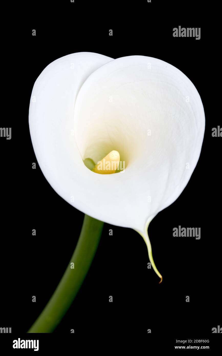Heart-shaped white arum lily against black background Stock Photo