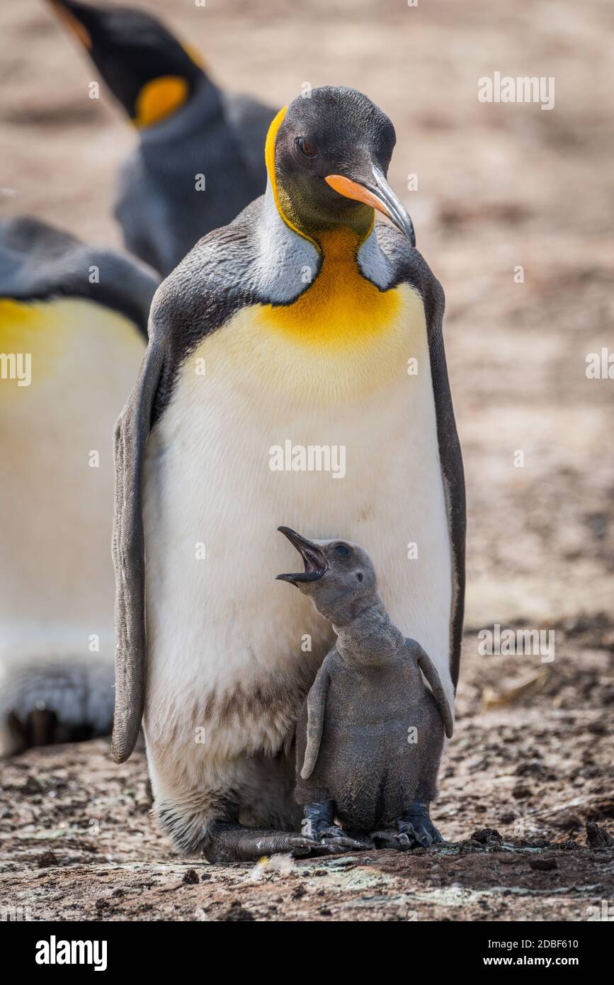 King penguin with squawking chick between feet Stock Photo