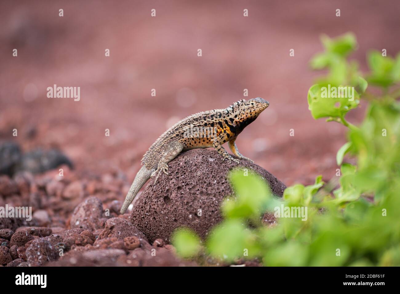 Lava lizard perched on rock beside bush Stock Photo