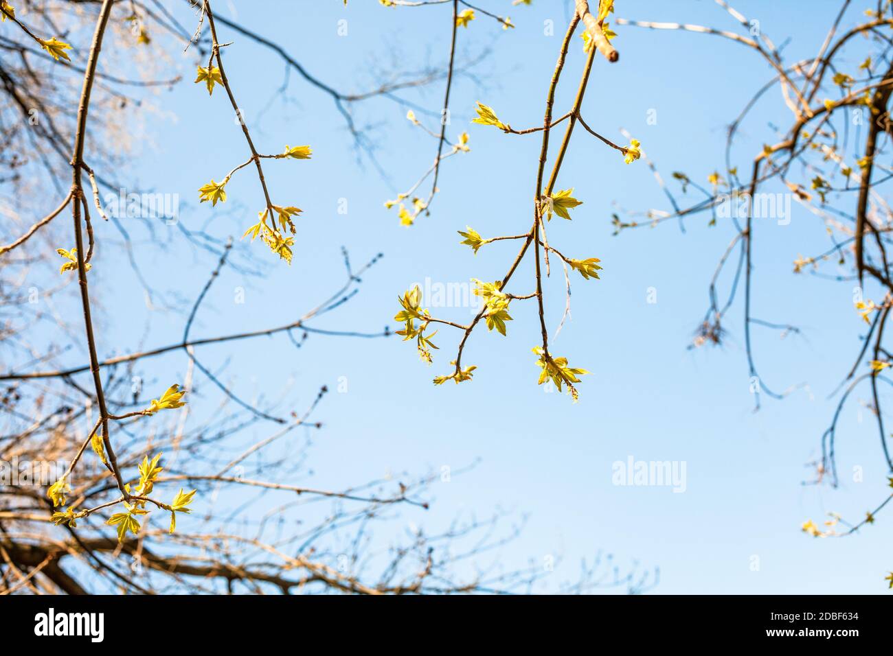 twigs with young leaves of ash-leaved maple tree and blue sky on background on spring sunny day (focus on green leaves on foreground) Stock Photo