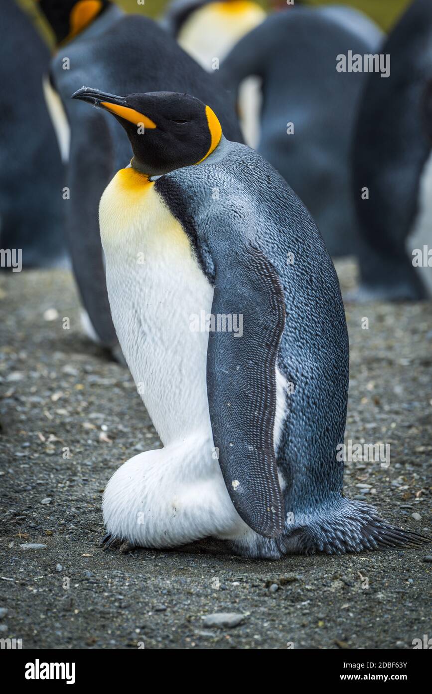King penguin incubating egg on sandy beach Stock Photo