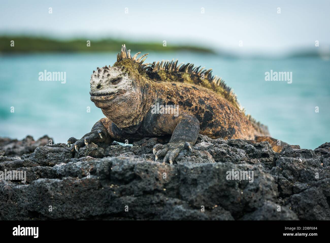 Marine iguana lying on rocks beside sea Stock Photo