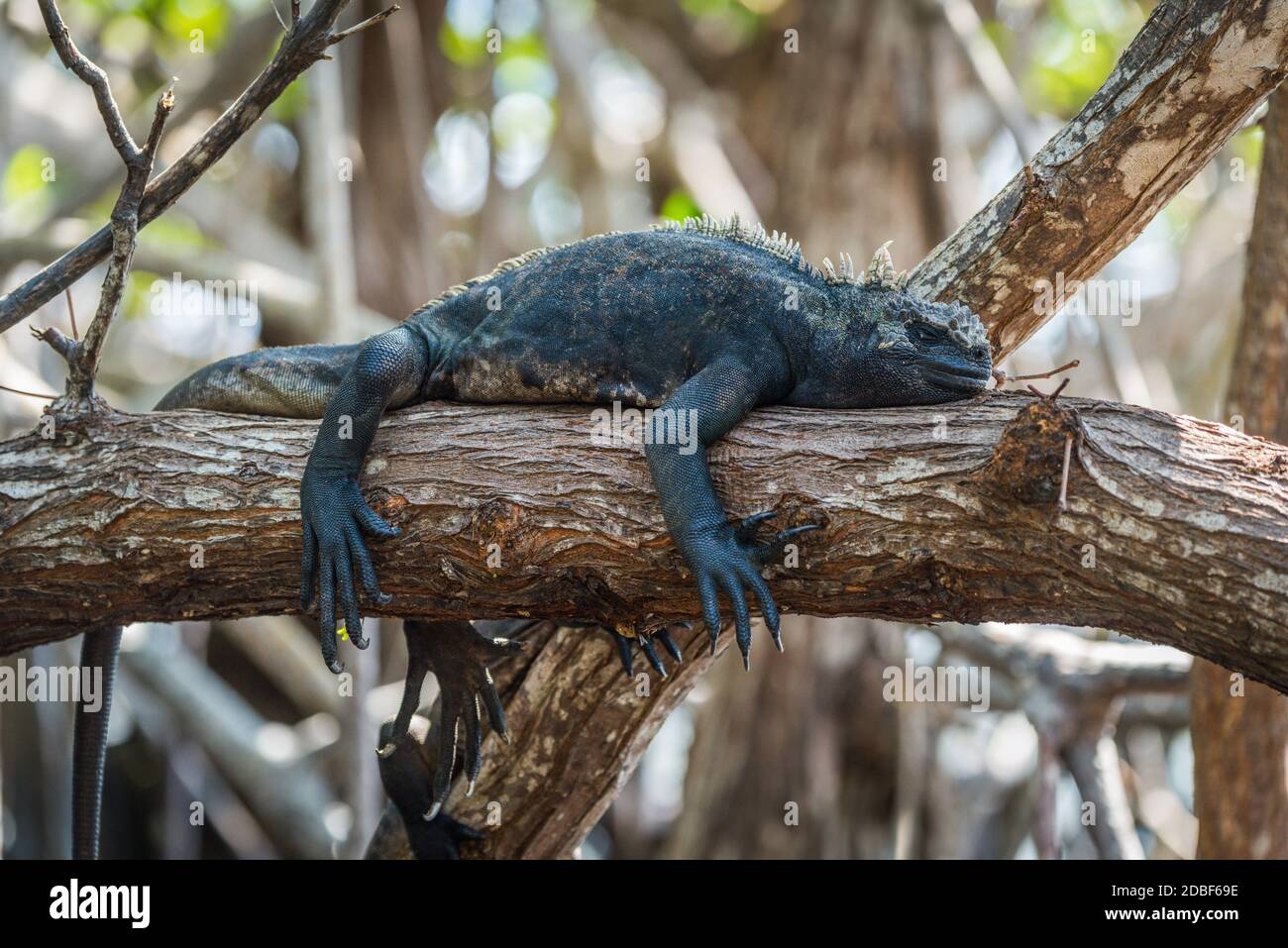 Marine iguana sleeping on mangrove tree branch Stock Photo