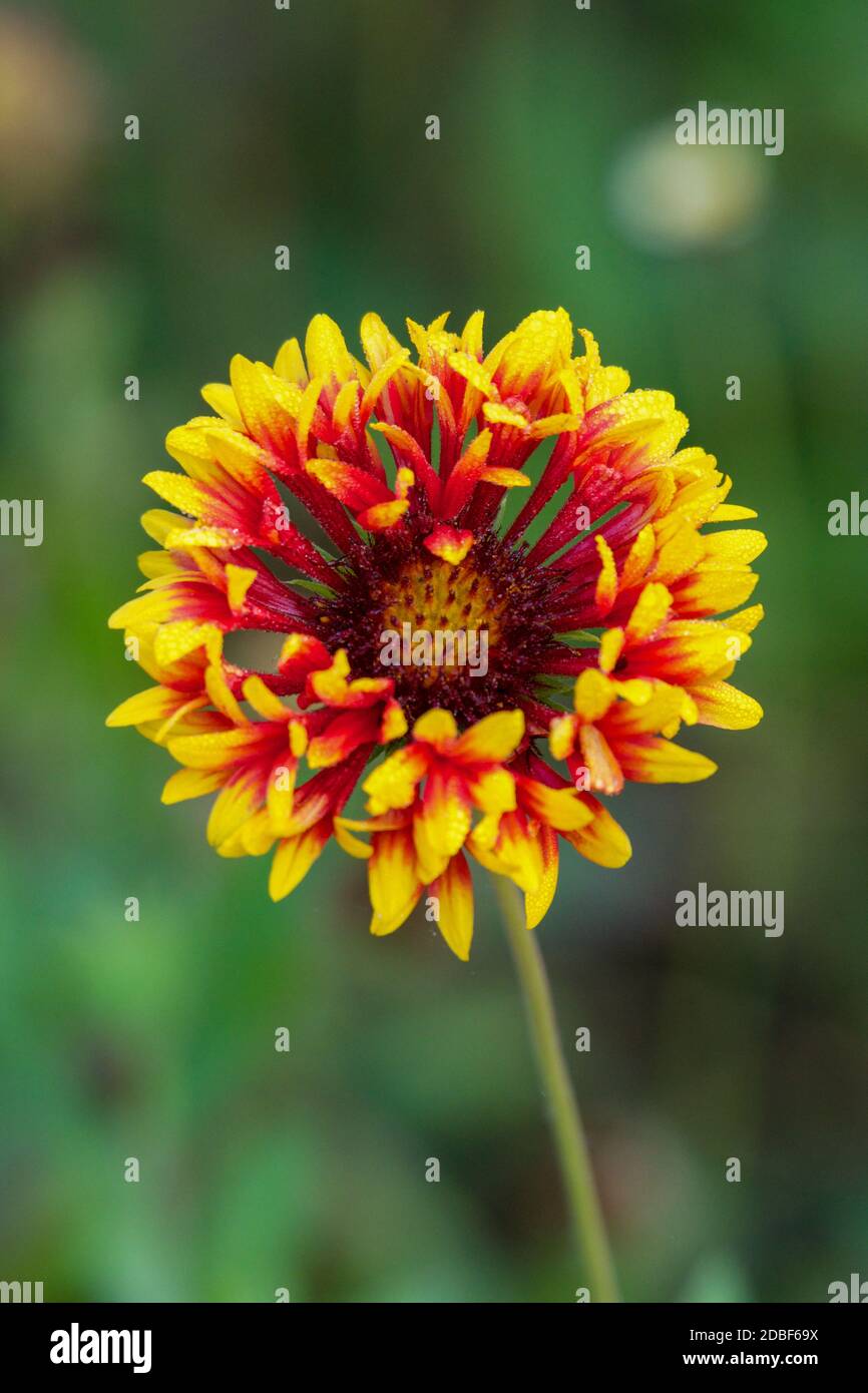 Red and yellow flower Stock Photo - Alamy
